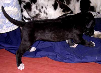 3,5 weeks