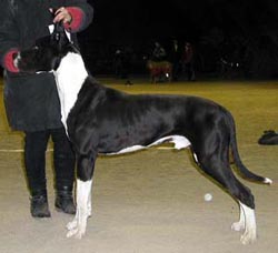 Toivo